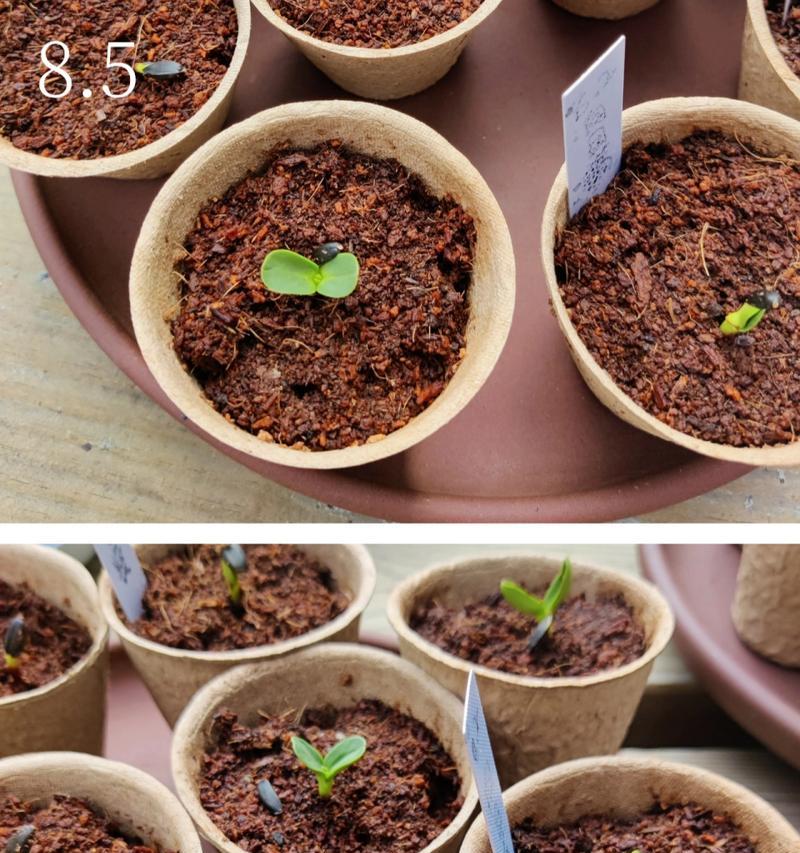 以勺尖种植的奇妙之处（发掘生活中的种植乐趣，用勺尖打造小花园）