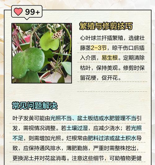 球兰夏天的栽培与护理技巧（打造优美花园的必备植物——球兰夏天）