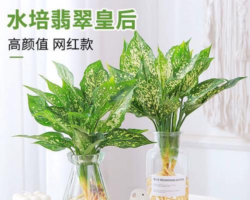 如何正确养护玛丽安（玛丽安的关键营养需求与日常护理技巧）
