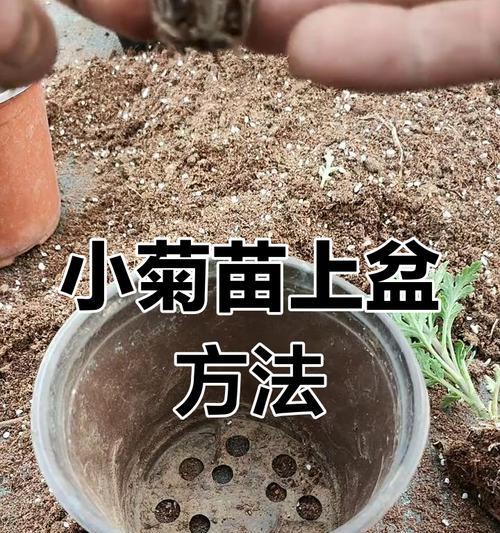 菊花的扦插育种技巧及方法（掌握正确的扦插育种技巧，让菊花繁衍生息更加容易）
