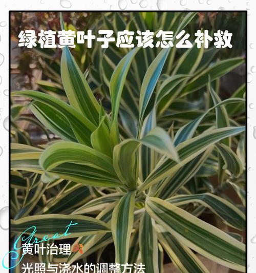 平安树老叶变黄的原因与处理方法（保持平安树叶片健康生长的关键方法）