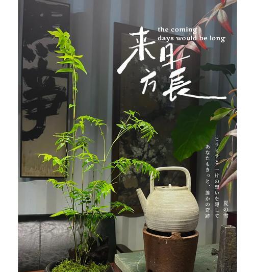竹子为什么会发黄及处理方法（保护竹子的关键是什么？）
