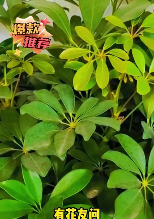 如何处理带有灰白色的鸭掌木叶子（掌握正确的处理方法，让鸭掌木叶子恢复原本的美丽）