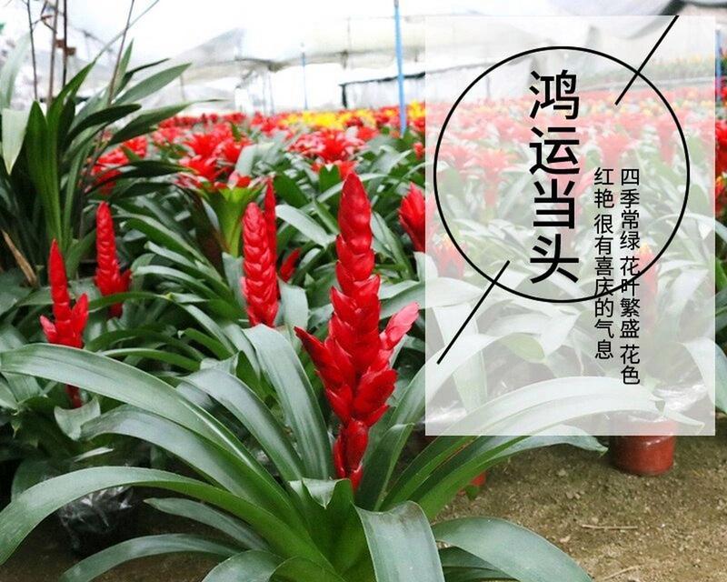 以鸿运当头的养殖方法——成功种植的关键（揭秘高效养殖技巧，让鸿运助您腾飞）
