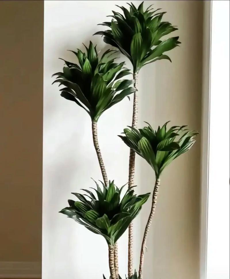 15种室内盆栽不太需要阳光的植物推荐（让你的家居充满生机）