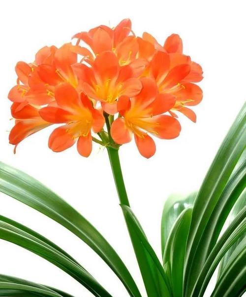 君子兰开花温度解析（探究君子兰开花的适宜温度及影响因素）