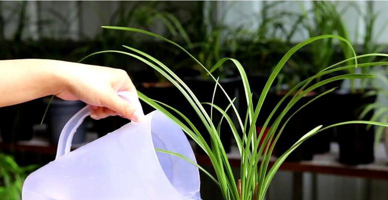 科学浇水方法（掌握浇透技巧，让花儿茁壮成长）