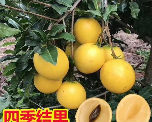 黄晶果的丰产之路（探寻黄晶果几年结果实的秘密）