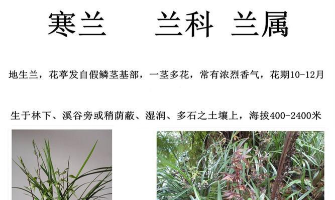 兰花移栽的最佳时间（掌握正确时间，兰花茁壮成长）