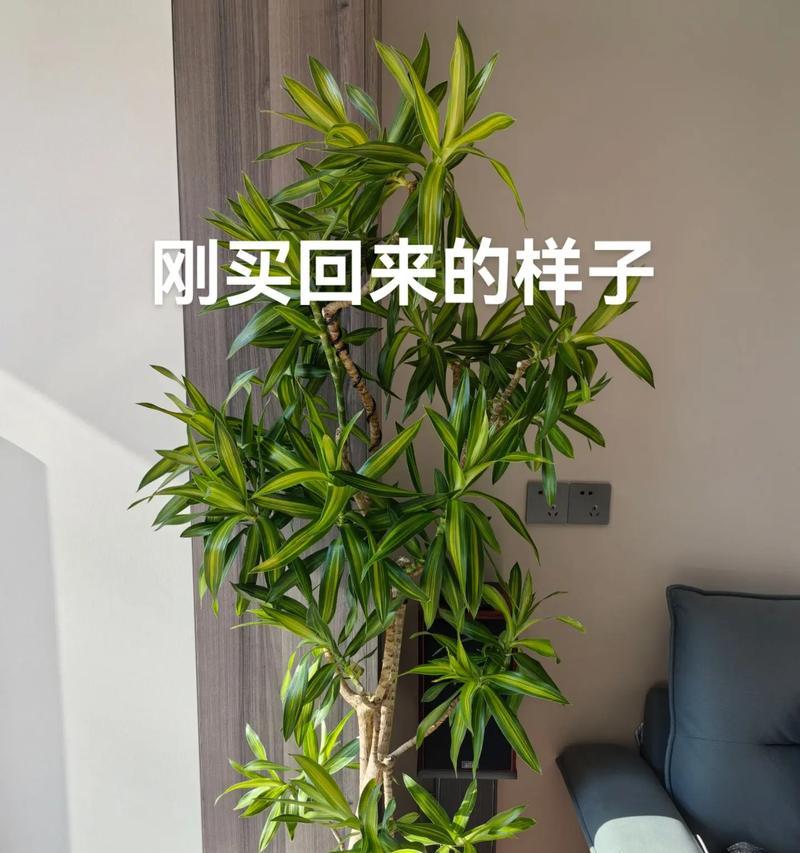 百合枯萎了，如何拯救？（有效防治百合枯萎病的方法和措施）