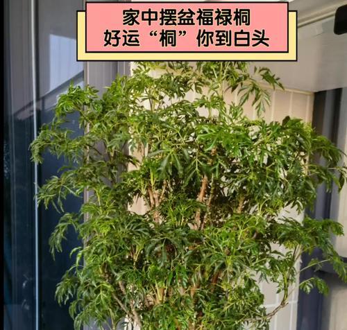 如何养护福禄桐让其茂盛生长？（福禄桐养护全攻略，跟着小编学起来吧！）