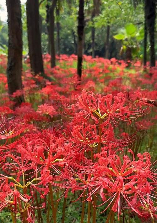 悼念之花——代表思念去世的人的花卉（缅怀逝者、传达爱意的代表，走近悼念文化）