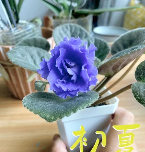 探秘非洲紫罗兰的开花奥秘（了解非洲紫罗兰开花的时间、条件及技巧）
