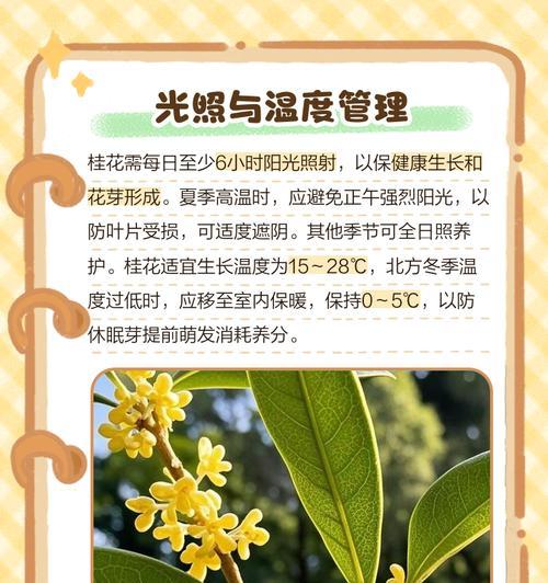 盆景桂花的养护全攻略（如何精心呵护盆景桂花，让其绽放芬芳？）