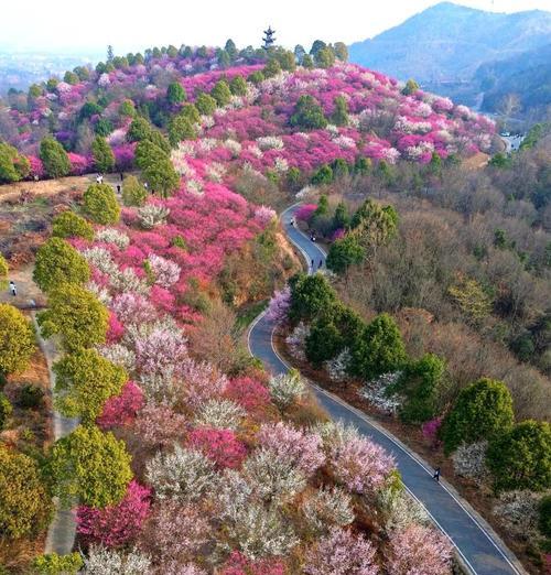 木兰花开花季节及特点（探寻木兰花的开花时期及其美丽之处）