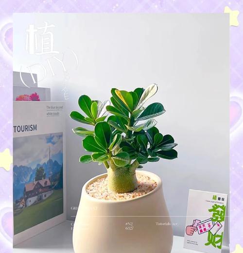 怎样处理水培玫瑰烂根问题（解决玫瑰水培中根烂的方法与技巧）