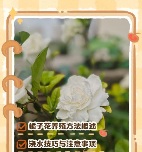 栀子花修剪后的科学浇水方法（掌握浇水技巧，让栀子花更健康）