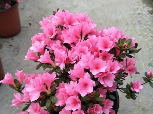 杜鹃花开花时间与频率调查——探秘杜鹃花的开花规律