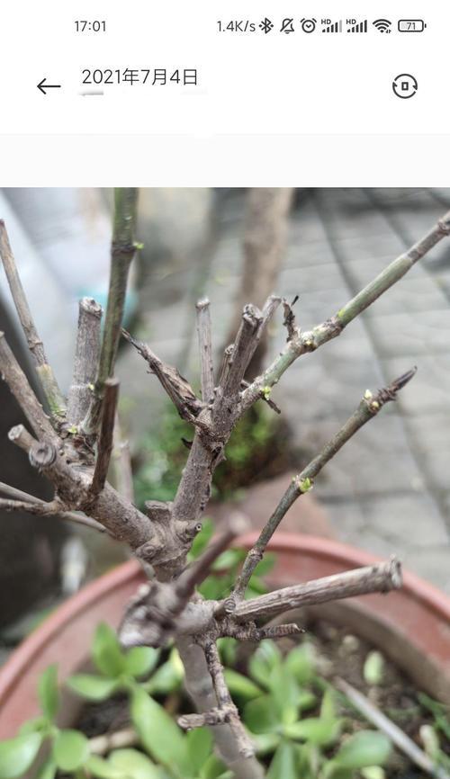 栀子花叶片边枯萎怎么办（教你有效解决栀子花叶片边枯萎问题）