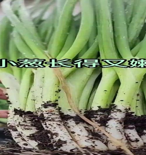 盆栽葱的冬季养护技巧（打造健康茁壮的盆栽葱，享受自家新鲜葱花的滋味）