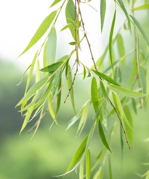 柳树的寿命与成长（从生长环境到生存能力的探究）
