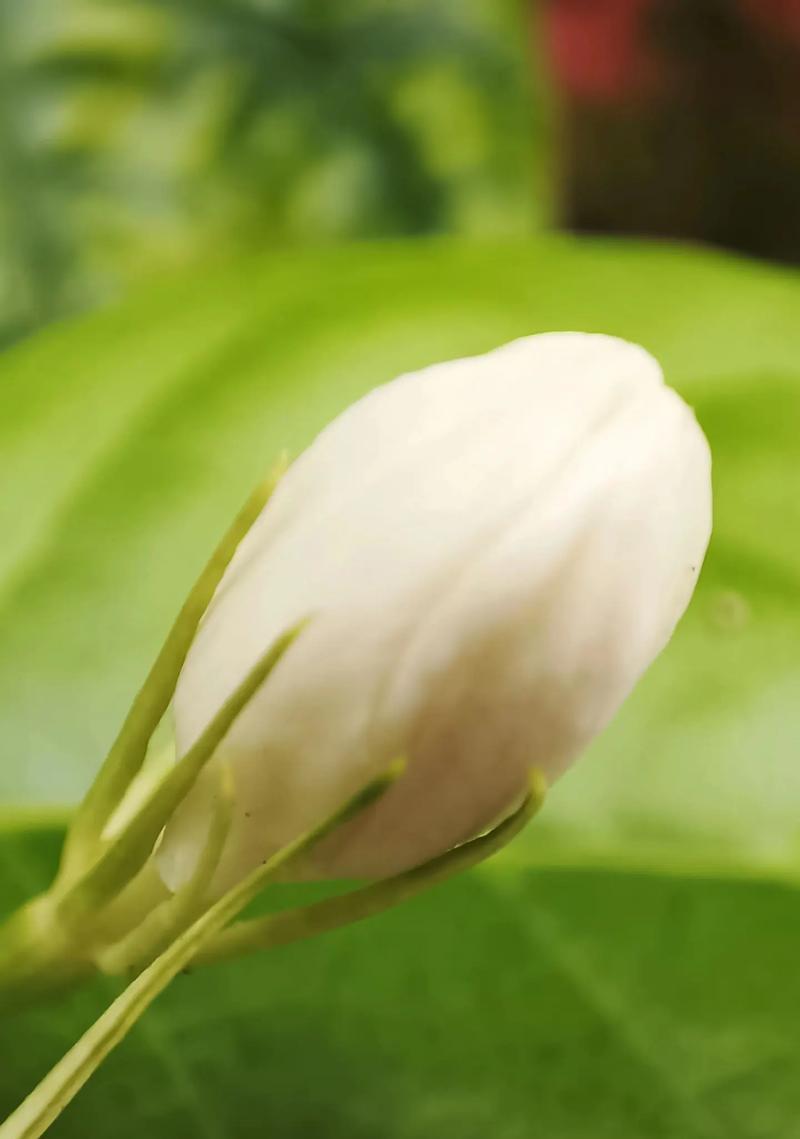 以茉莉花脱叶的治疗方法与技巧（掌握正确的养护方法，使茉莉花更加健康美丽）