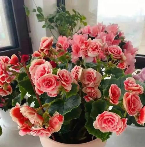 解决丽格海棠总掉花问题的有效方法（探索如何防止丽格海棠总掉花的技巧与建议）