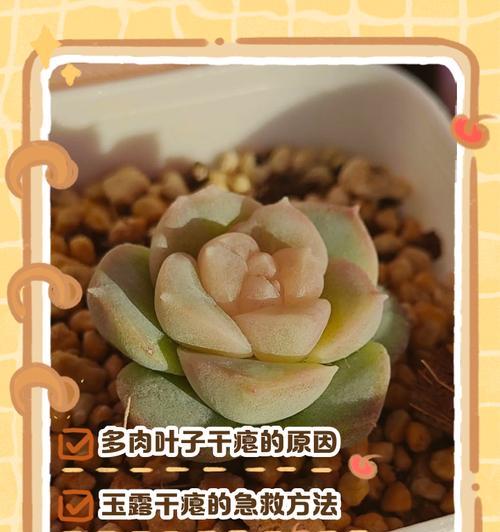 探索多肉叶子软的原因及处理方法（多肉叶子变软是什么原因导致的，如何处理？）