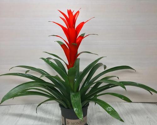 十月份鸿运当头，如何养花？（追求鸿运的关键在于细心呵护）