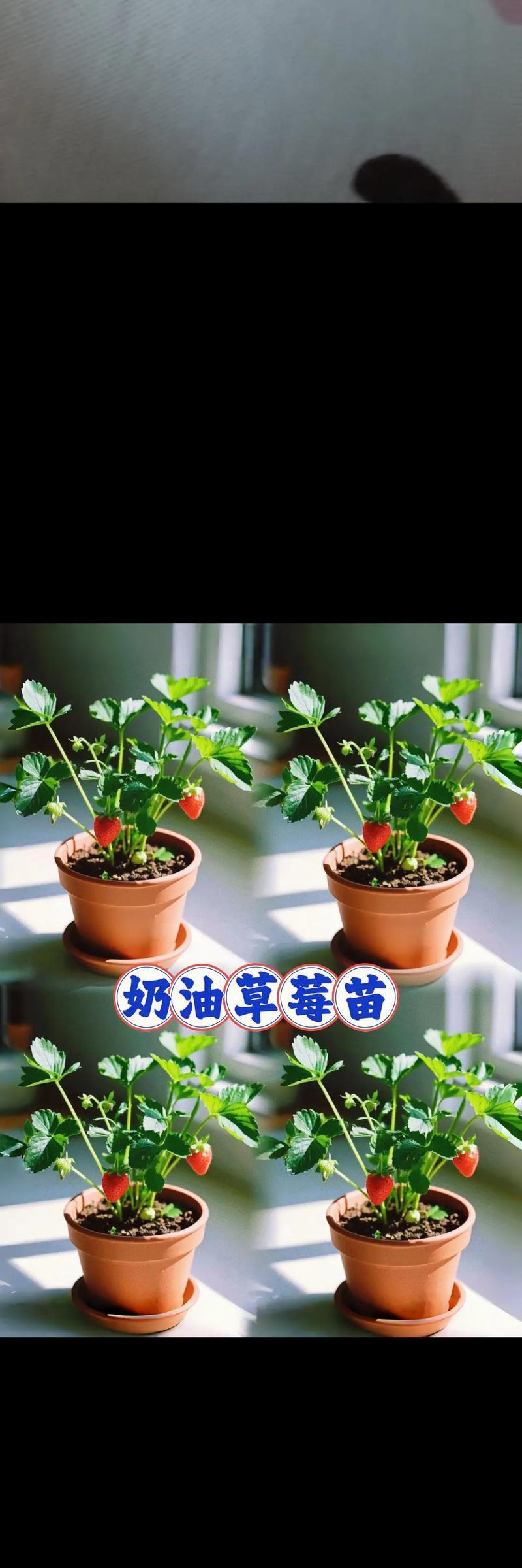 草莓种植全攻略（种植技巧、肥料施用、病虫害防治、采摘注意）