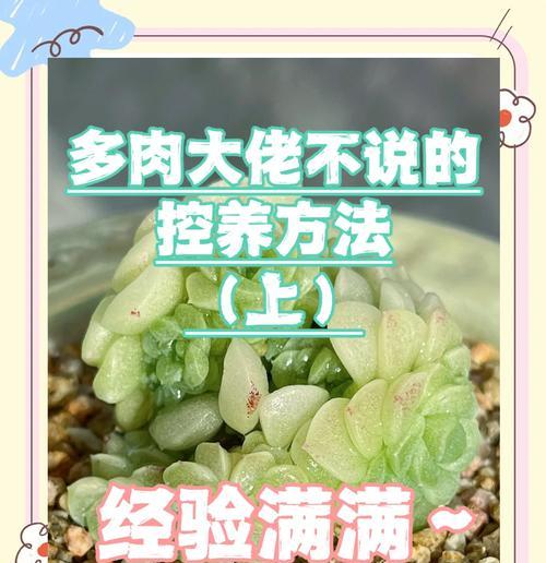 多肉植物徒长控制的技巧与方法（有效抑制多肉植物徒长的关键措施及实用建议）