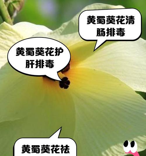 蜀葵开花后的处理方法（如何让蜀葵继续茁壮成长）