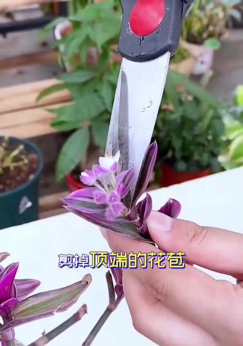 揭秘吊兰根系不发达的原因（以扦插繁殖的吊兰为何根系不发达？）