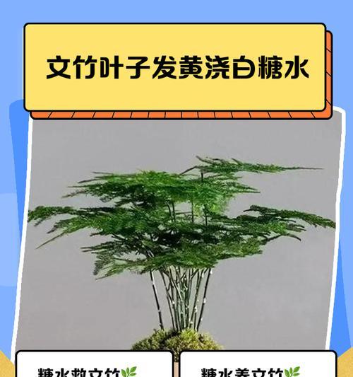 散尾竹叶子发黄的原因及处理方法（如何有效解决散尾竹叶子发黄的问题）