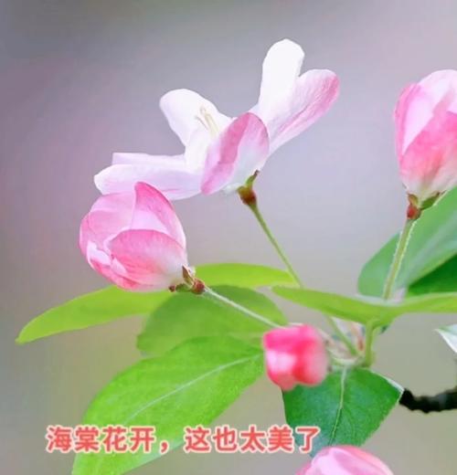 夏天养海棠花的秘诀（打造盛夏花海，海棠花保养必备技巧）