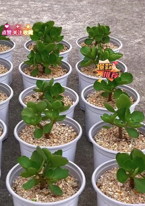 如何利用长寿花长高？（掌握长寿花的生长技巧，让您迈向新高度！）