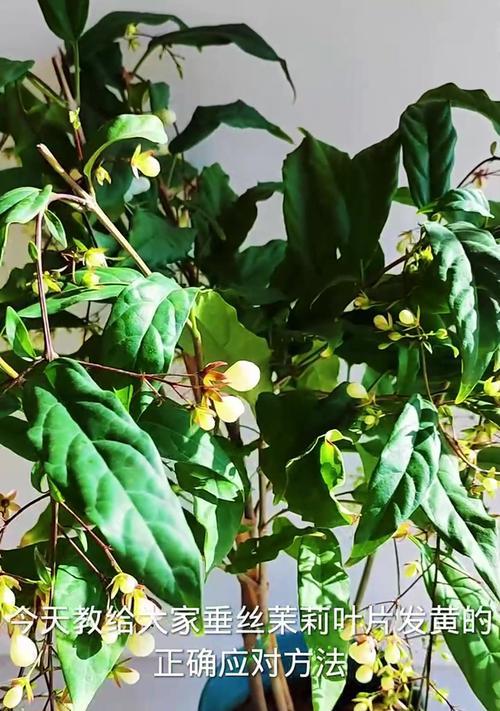 茉莉花叶子为何会变黄？（分析茉莉花叶子黄化的原因和解决方法）