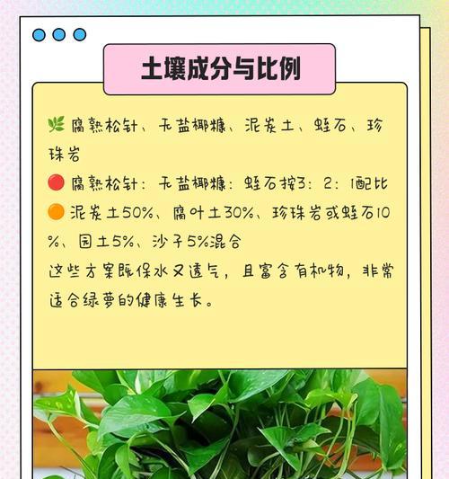 绿萝换土的正确方法（保证绿萝健康生长的土壤调理技巧）
