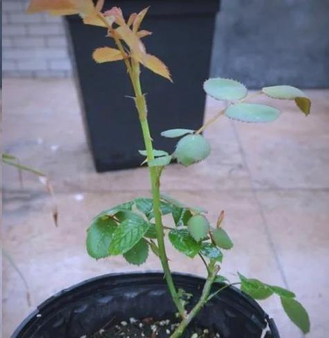 冬季修枝让月季花更茁壮（如何正确修剪月季花的枝干，让其在冬季得到更好的生长？）