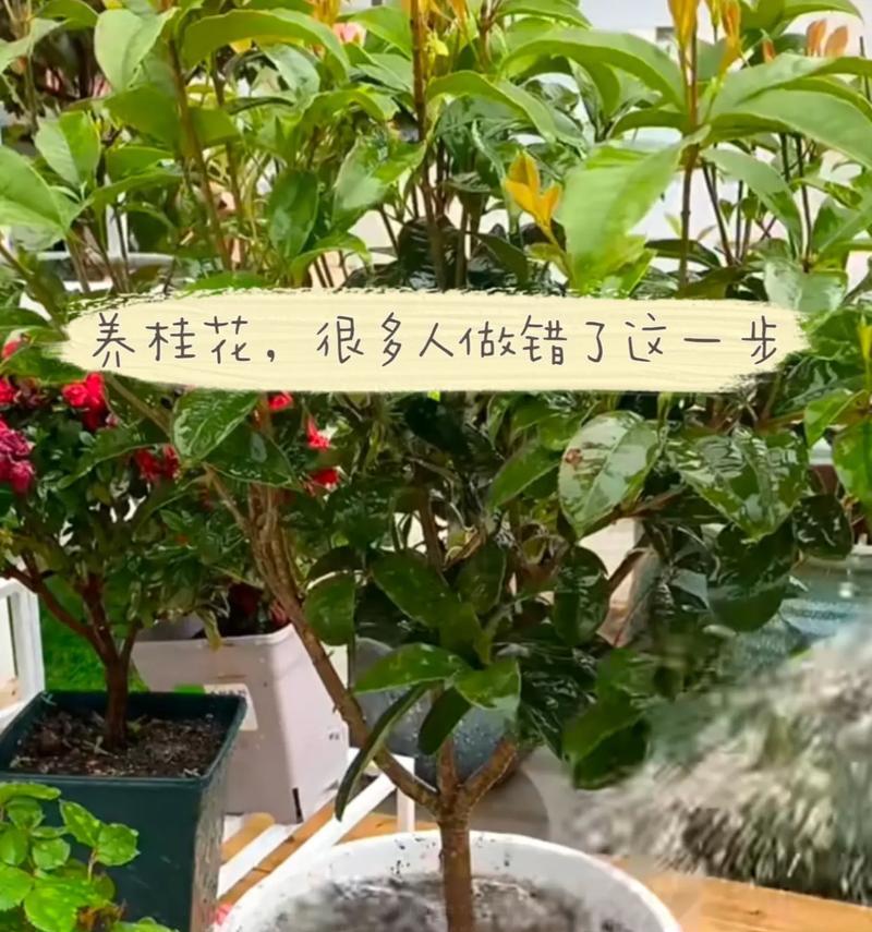 秋天桂花树的浇水技巧（保持树木健康生长的关键）