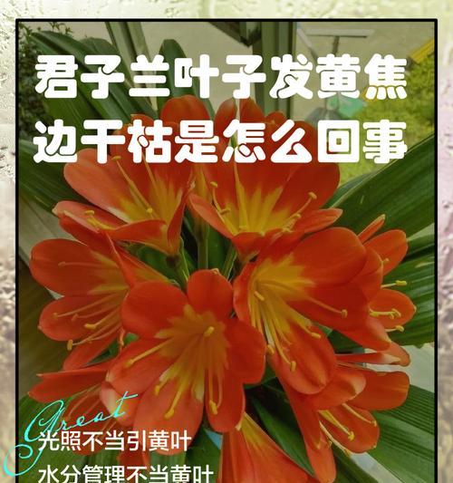 揭秘君子兰冬季黄叶子的原因（探究君子兰为何在冬季出现黄叶现象）