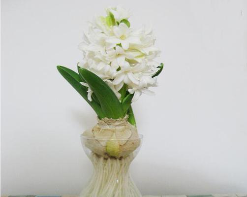 夏季风信子的养护之道（打造花坛中的夏日芬芳）