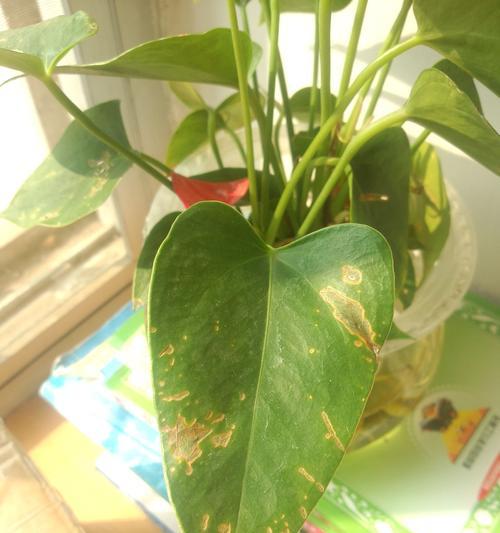 红掌叶子发焦的原因及处理方法（解析红掌叶子发焦的原因，教你科学处理）