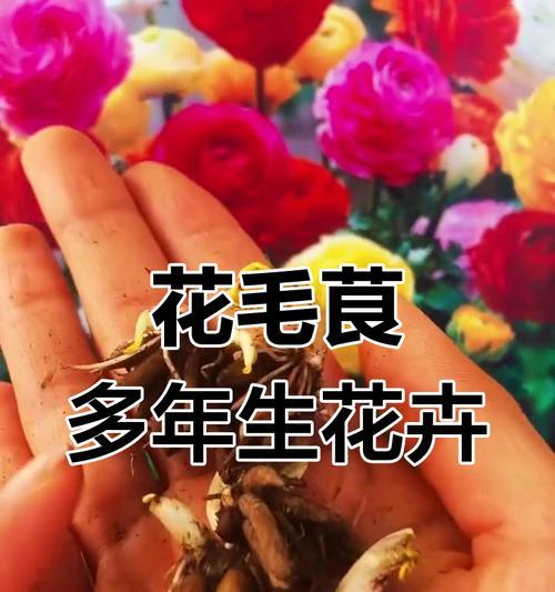 毛莨花的种植方法（打造自家花园的必备指南）