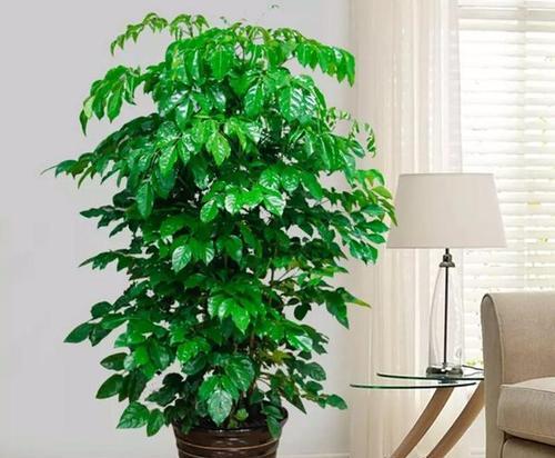 属兔客厅放什么植物好？（打造健康舒适的家居环境，植物是必不可少的选择。）