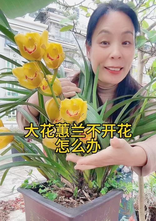 如何正确养护刚到家的大花蕙兰？（一步一步教你打造健康美丽的大花蕙兰）
