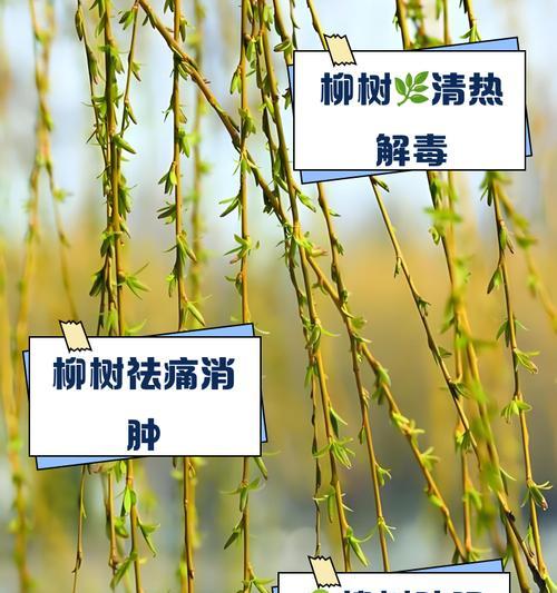 家里种柳树的好处（让家园更美好、更健康）
