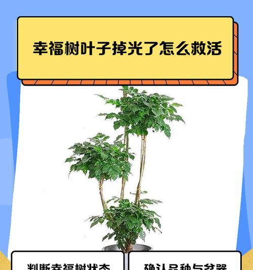以幸福树怎么打顶（培养幸福树顶端的秘诀与技巧）