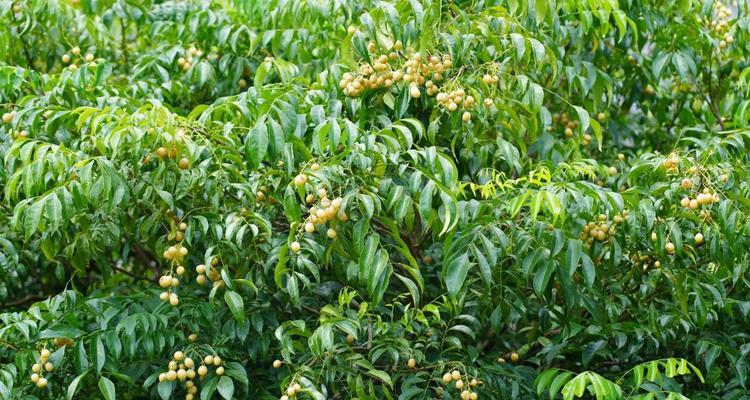 黄皮果北方种植指南（适合什么地区种植？如何种植？北方果农必看）
