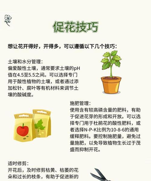 冬天在室内如何养杜鹃？（室内杜鹃养护的关键技巧）